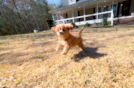 Cavapoo Puppy for Adoption