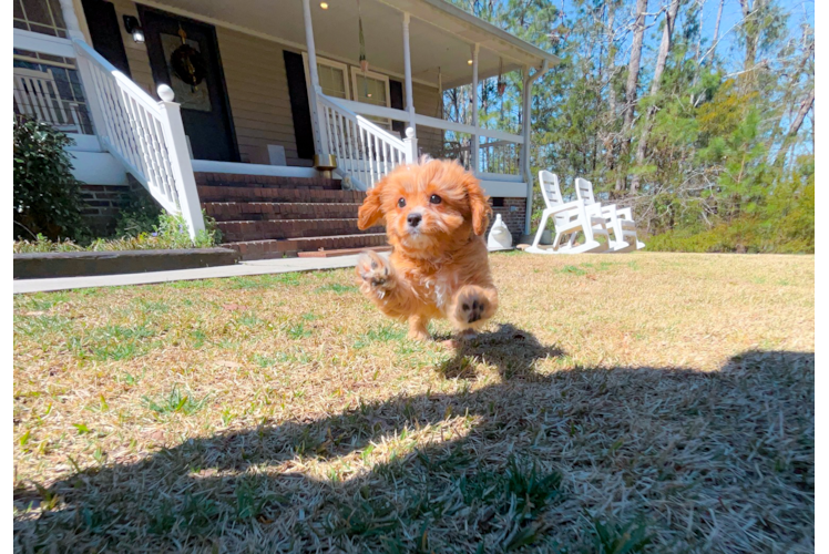 Cute Cavapoo Poodle Mix Pup