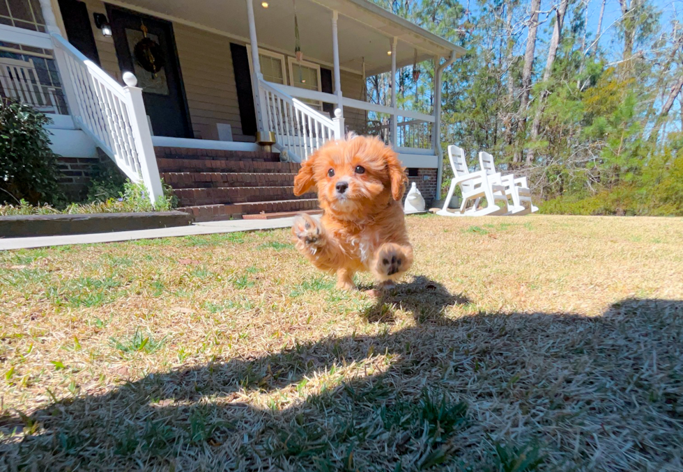 Cute Cavapoo Poodle Mix Pup