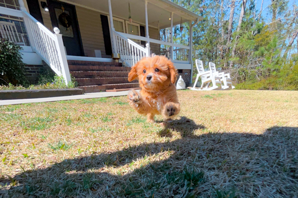 11 week old Cavapoo Puppy For Sale - Simply Southern Pups