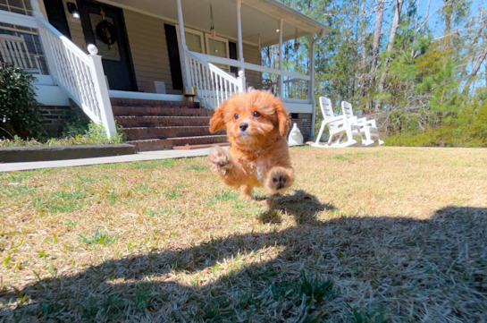 Cute Cavapoo Poodle Mix Pup