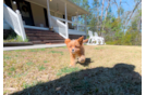 Cute Cavalier King Charles Spaniel and Poodle Mix Poodle Mix Puppy