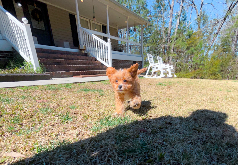 Cute Cavalier King Charles Spaniel and Poodle Mix Poodle Mix Puppy