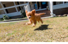 Cavapoo Pup Being Cute