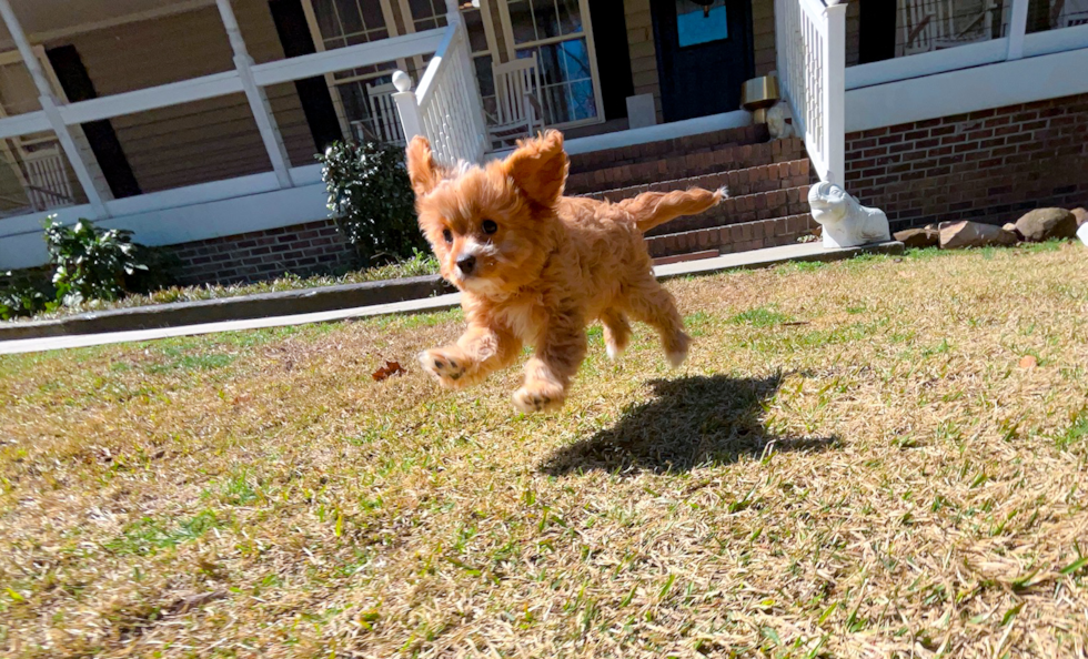 Cavapoo Pup Being Cute