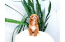 Cute Cavapoo Poodle Mix Pup