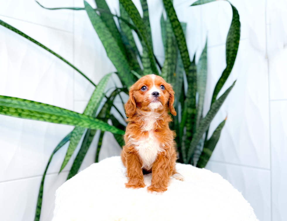 Cute Cavapoo Poodle Mix Pup