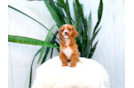 Cavapoo Pup Being Cute
