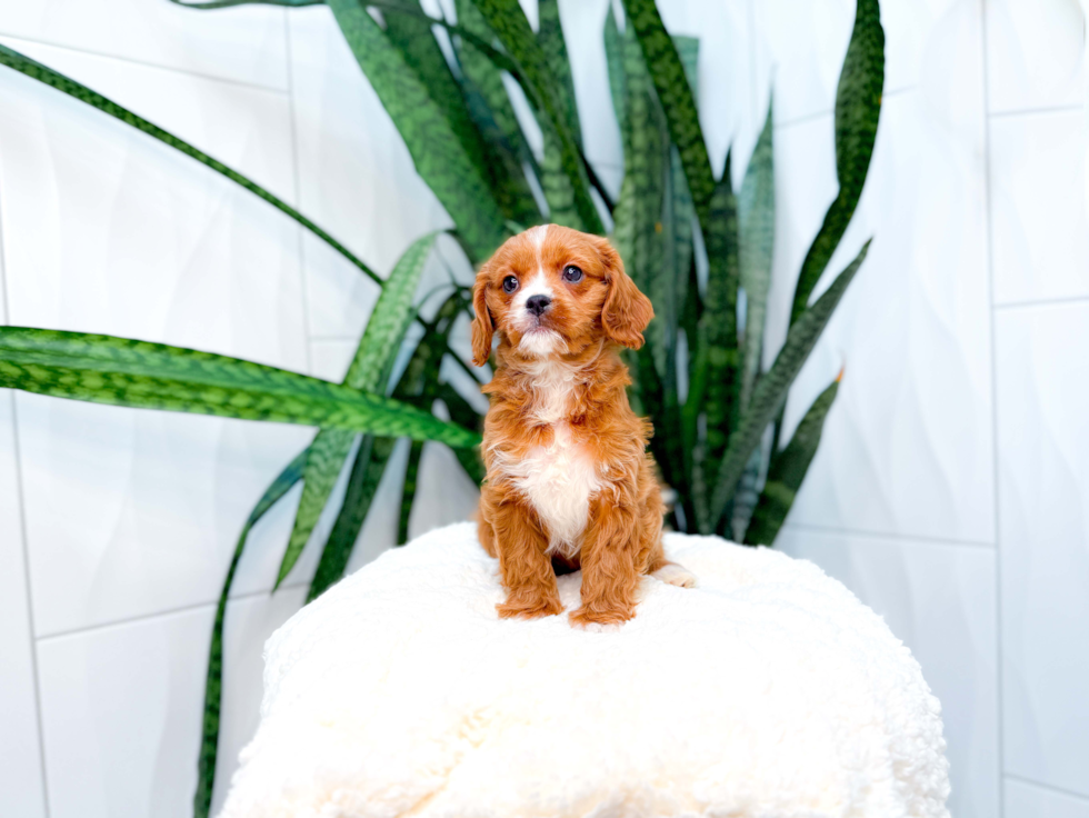 Cavapoo Pup Being Cute