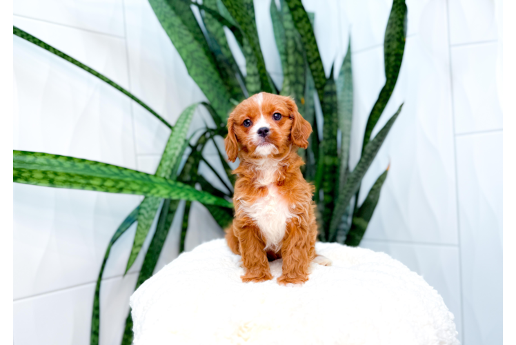 Cute Cavapoodle Poodle Mix Puppy