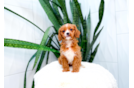 Cute Cavapoodle Poodle Mix Puppy