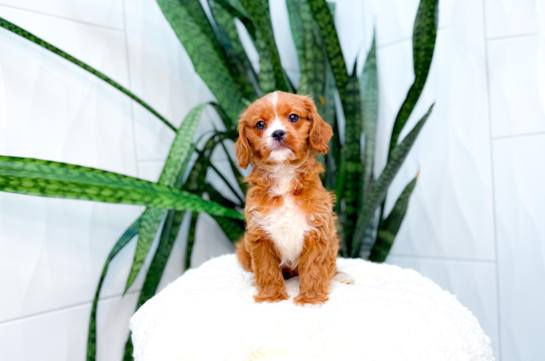 Cute Cavapoodle Poodle Mix Puppy
