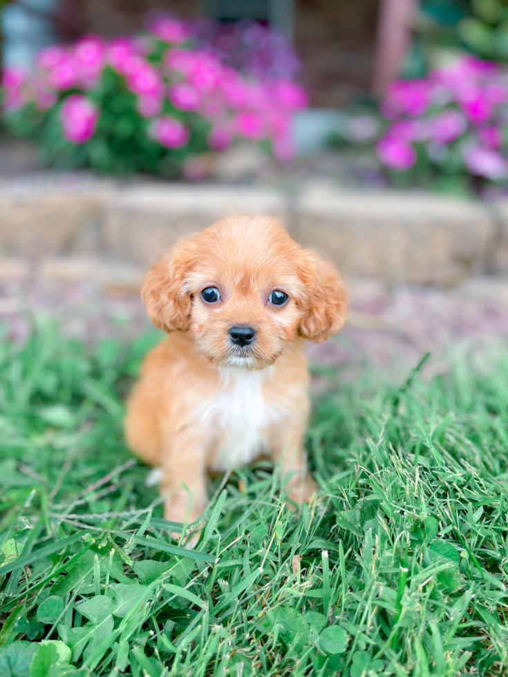 Cute Cavapoo Baby