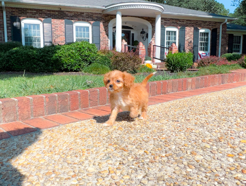 Cute Cavapoo Poodle Mix Pup