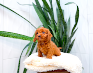 11 week old Cavapoo Puppy For Sale - Simply Southern Pups