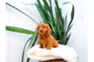 Cavapoo Pup Being Cute