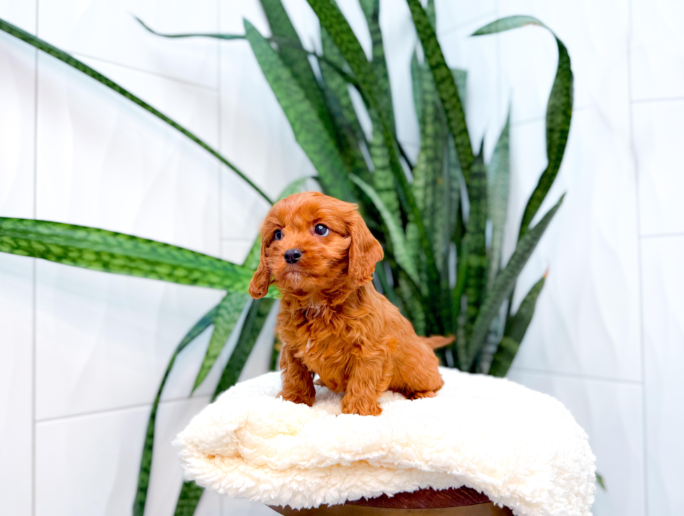 Cavapoo Pup Being Cute