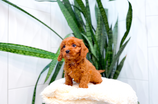 Cavapoo Pup Being Cute