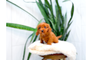Cute Cavapoo Baby