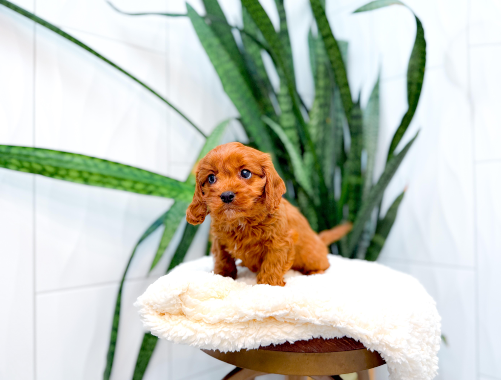 Cute Cavapoo Baby