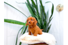 Cavapoo Puppy for Adoption