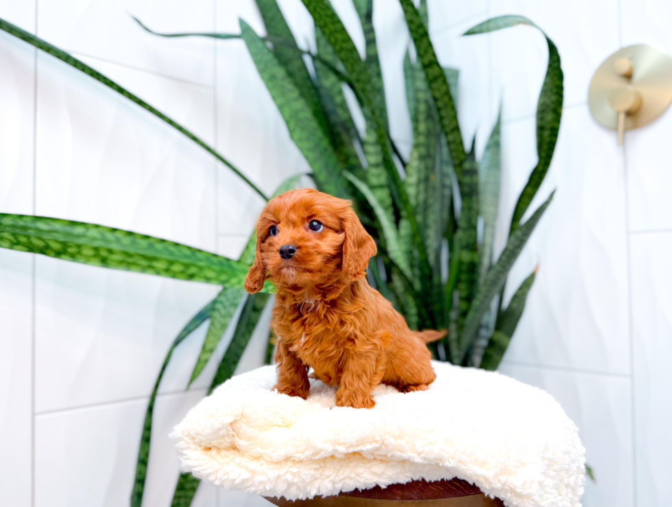 Cavapoo Puppy for Adoption