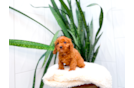 Cavapoo Puppy for Adoption