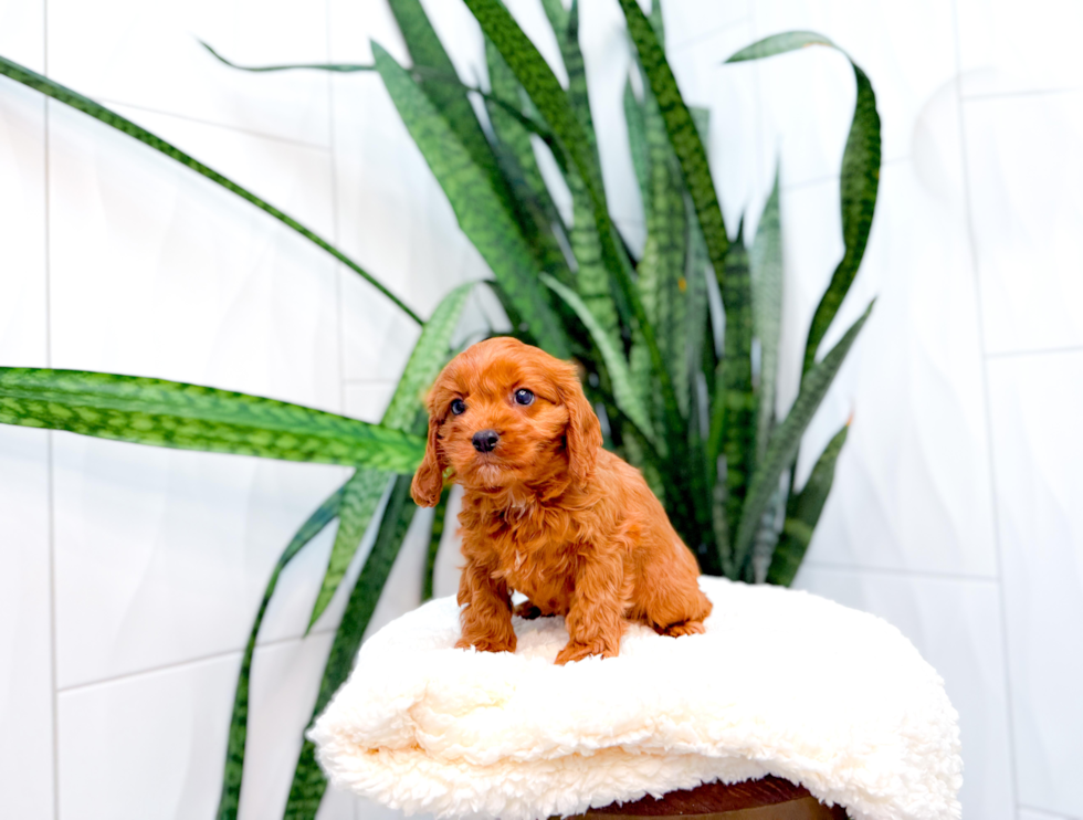 Cavapoo Puppy for Adoption