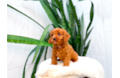 Best Cavapoo Baby