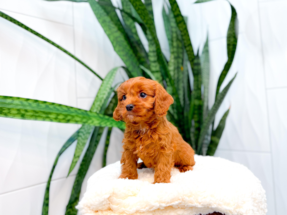 Best Cavapoo Baby