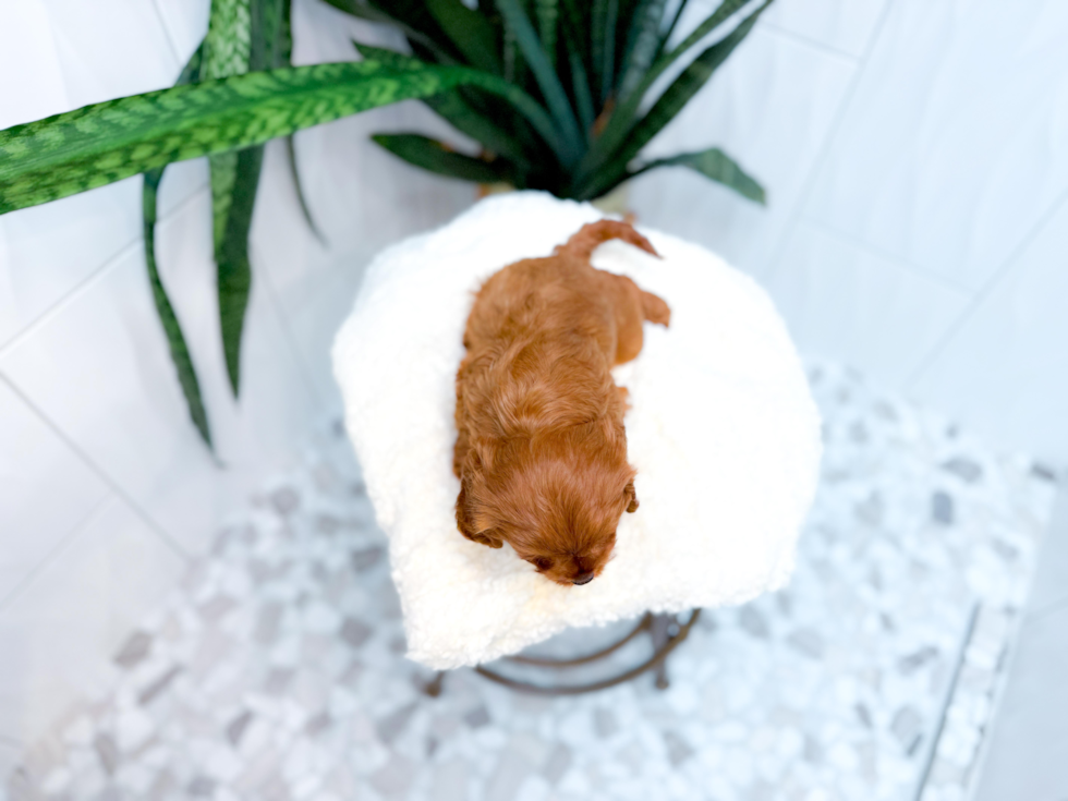 Cute Cavapoo Baby