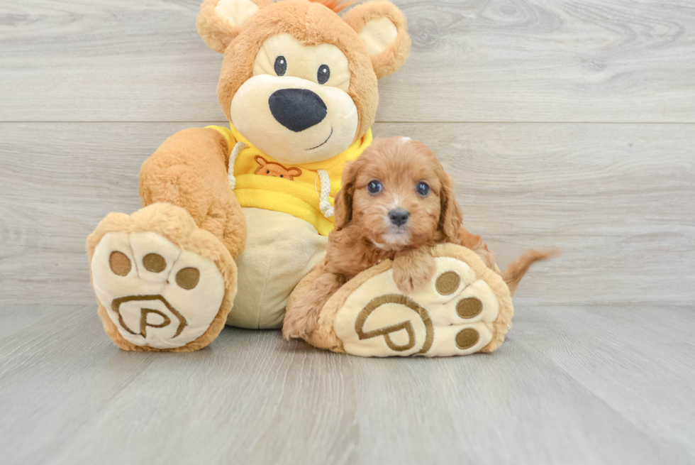 Adorable Cavalier King Charles Spaniel and Poodle Mix Poodle Mix Puppy