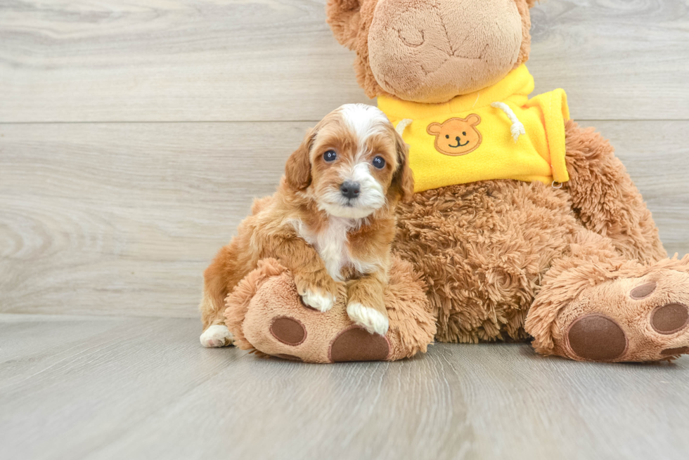 Friendly Cavapoo Baby