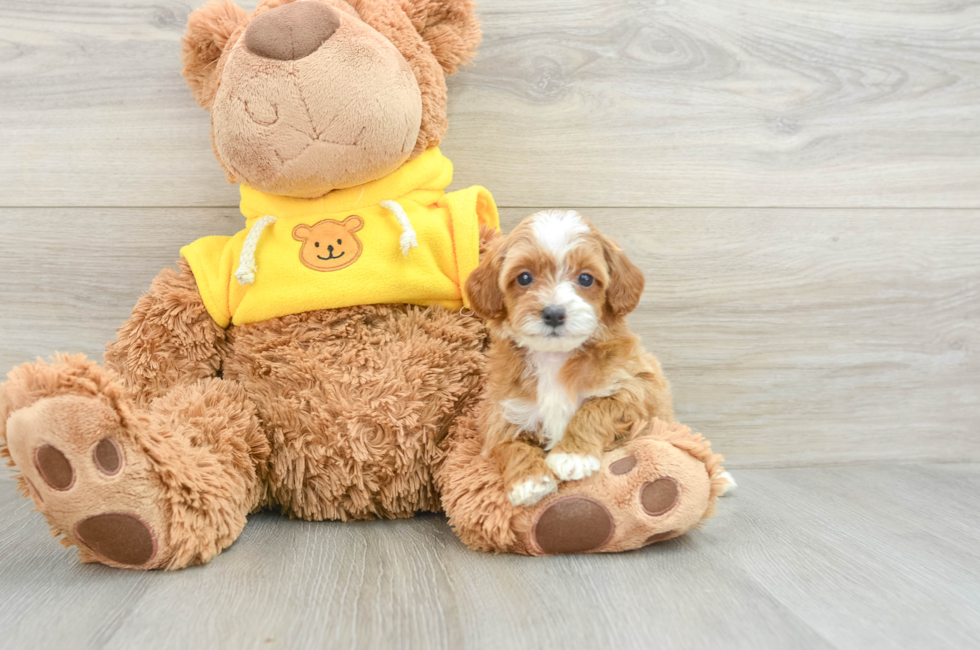 5 week old Cavapoo Puppy For Sale - Simply Southern Pups