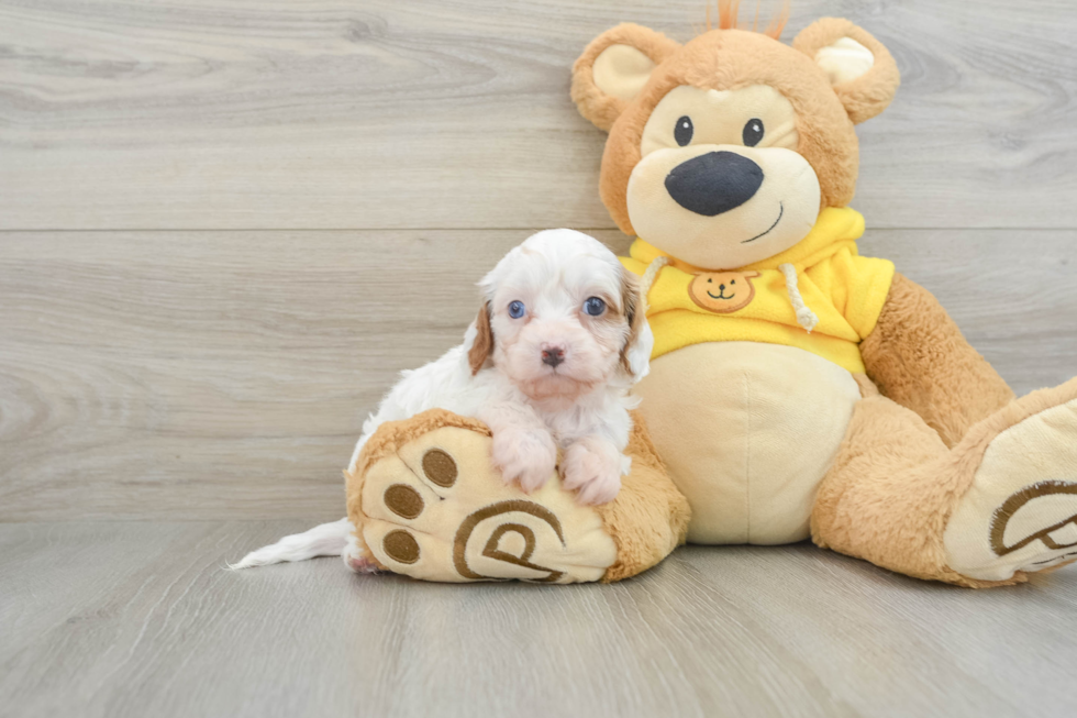 Happy Cavapoo Baby