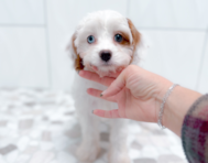 10 week old Cavapoo Puppy For Sale - Simply Southern Pups