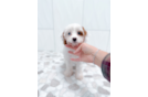 Cute Cavapoo Baby