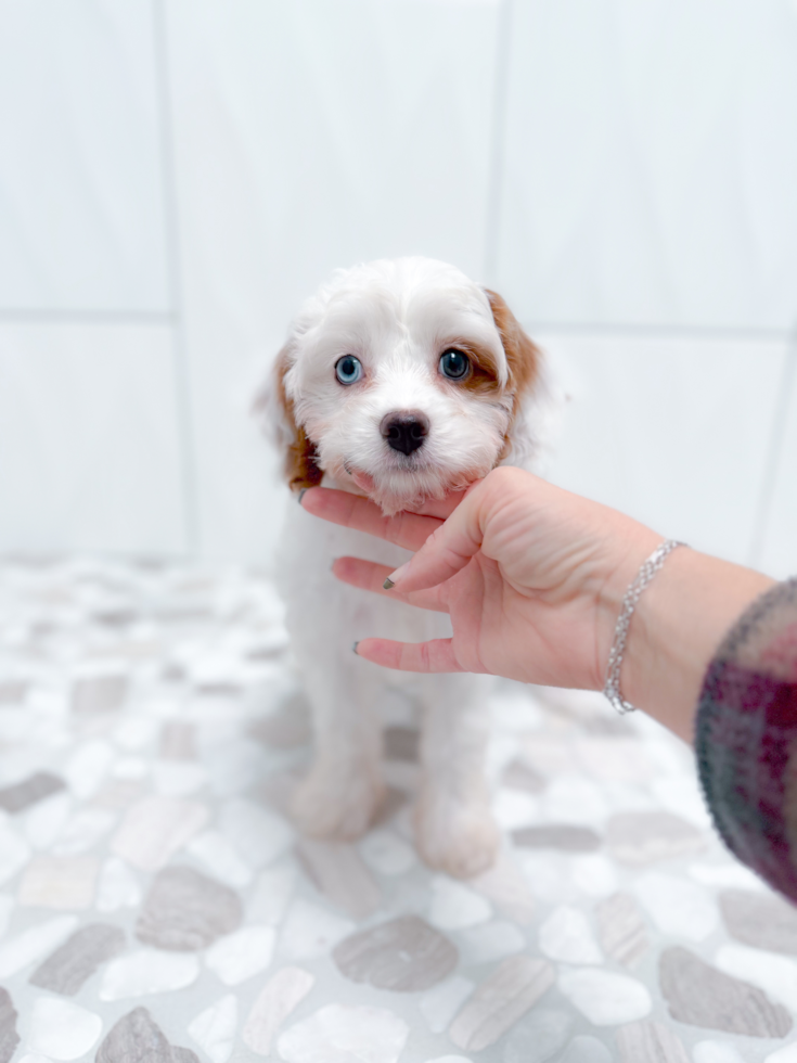 Cute Cavapoo Baby