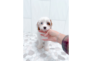 Cute Cavapoo Poodle Mix Pup