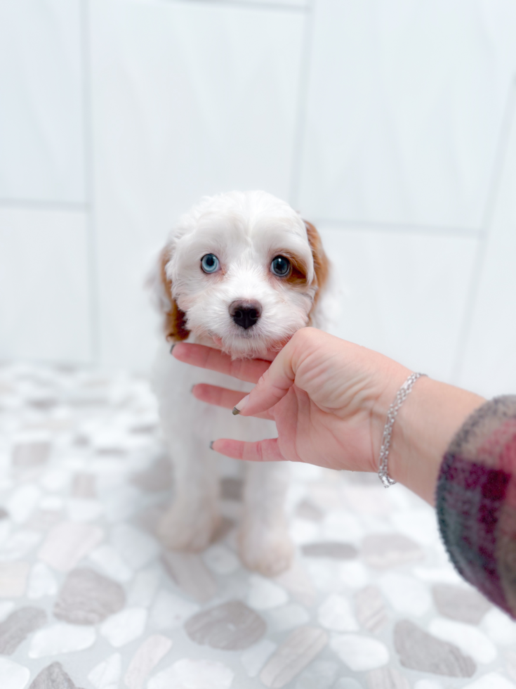 Cute Cavapoo Poodle Mix Pup