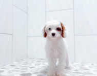 10 week old Cavapoo Puppy For Sale - Simply Southern Pups