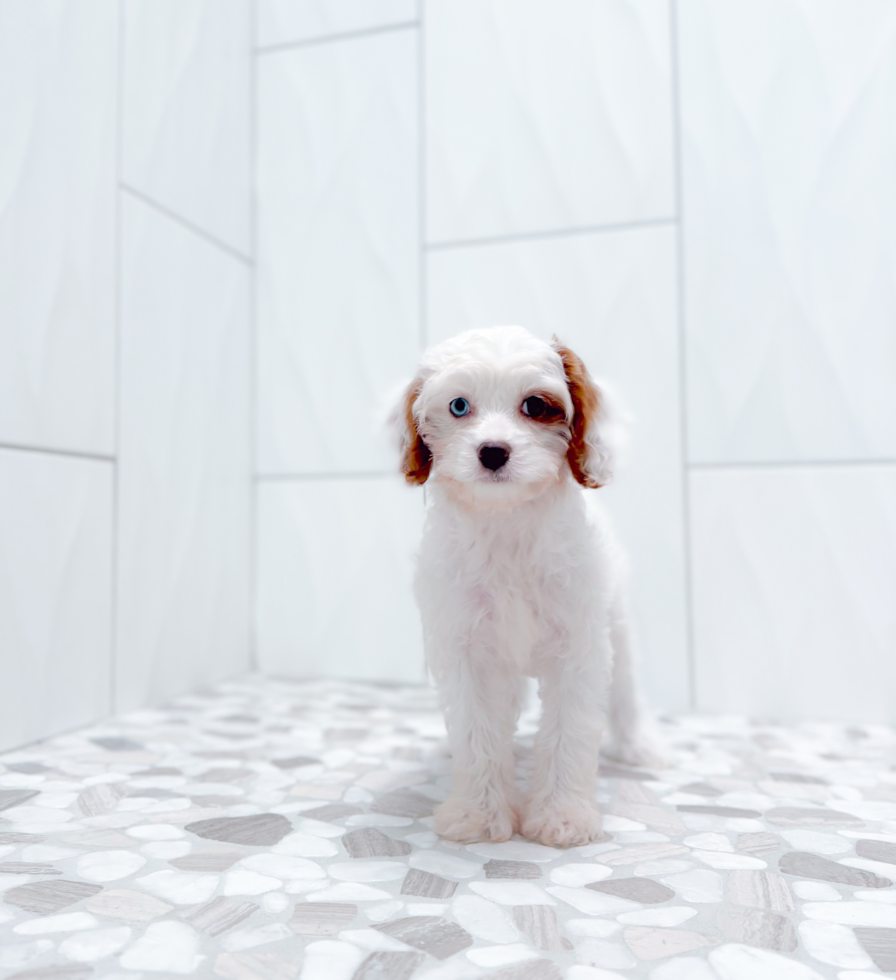 Cavapoo Pup Being Cute