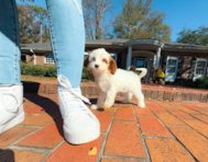 10 week old Cavapoo Puppy For Sale - Simply Southern Pups