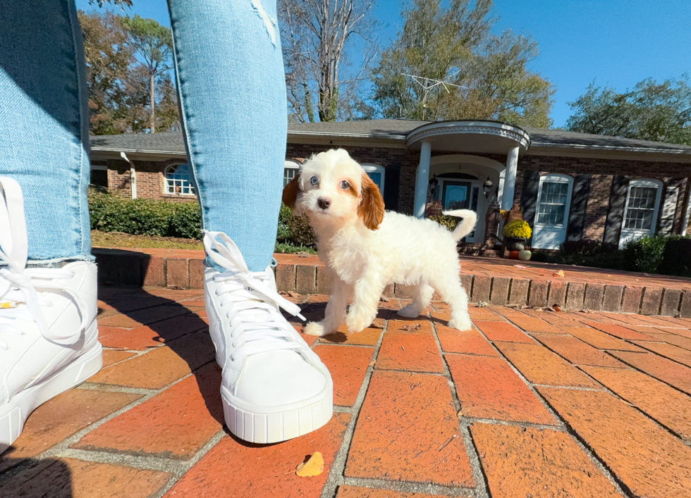 Cute Cavapoo Baby