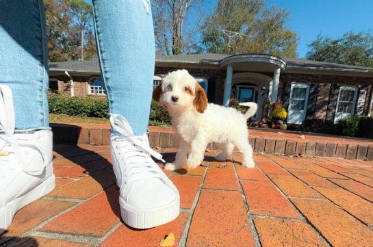 Cute Cavapoo Baby