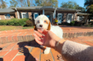 Cute Cavapoo Baby