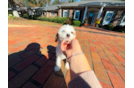 Cute Cavapoodle Poodle Mix Puppy