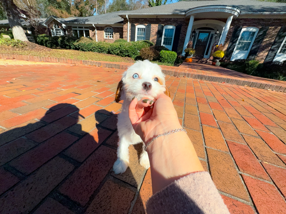 Cute Cavapoodle Poodle Mix Puppy