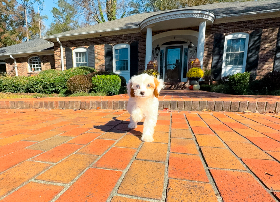 Best Cavapoo Baby