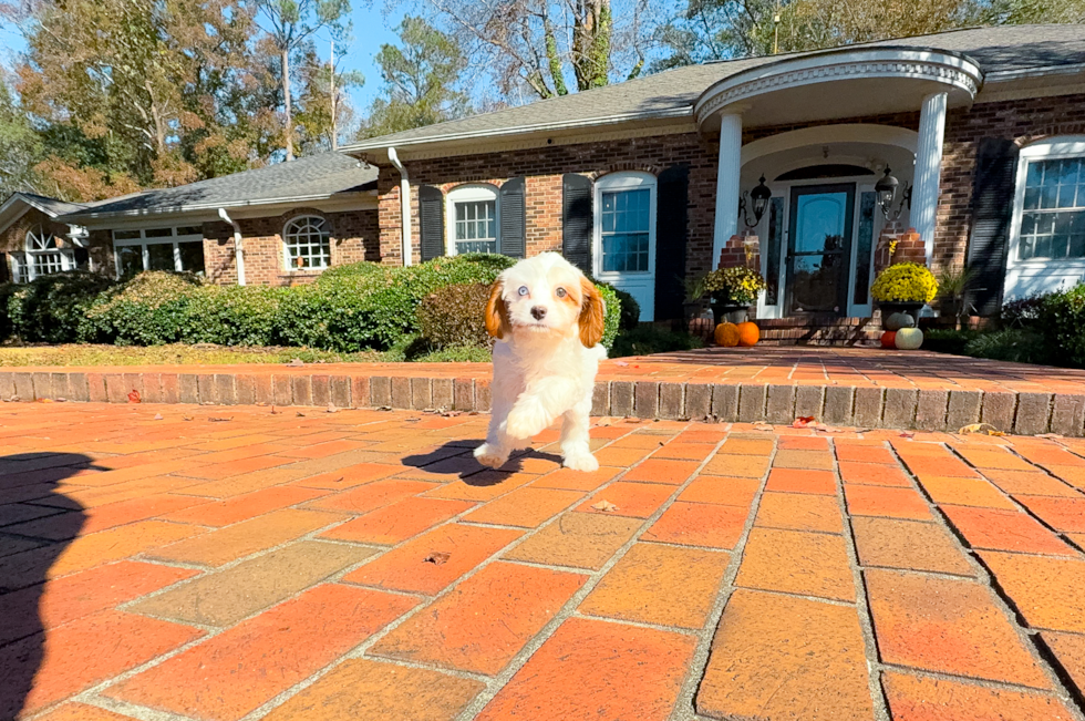 Cavapoo Puppy for Adoption